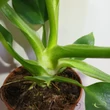 Philodendron Warscewiczii