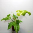 Philodendron yellow violin
