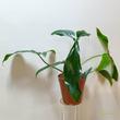 Philodendron 69686