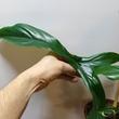 Philodendron 69686