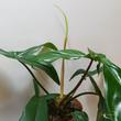 Philodendron 69686