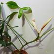 Philodendron 69686