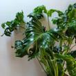 Philodendron Atlantis
