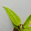 Philodendron Calkins Gold