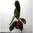 Philodendron Gigas