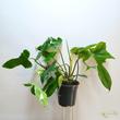 Philodendron Green Dragon