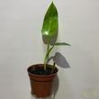 Philodendron Jose Buono