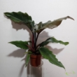 Philodendron narrow Jungle boogie