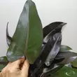 Philodendron Lisa