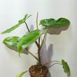 Philodendron paraiso verde