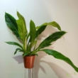 Philodendron Pendulatum