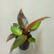 Philodendron Red Sun
