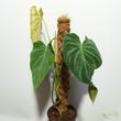 Philodendron Splendid Kókuszrostkaróval