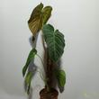 Philodendron Splendid Kókuszrostkaróval