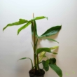 Philodendron Tripartitum