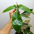 Philodendron Tripartitum
