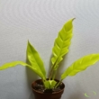 Philodendron Yellow Saw