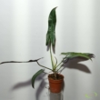 Philodendron atabapoense 