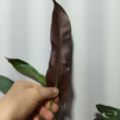 Philodendron atabapoense 