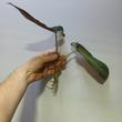 Philodendron atabapoense