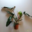 Philodendron mexicanum