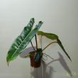 Philodendron billietiae