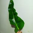Philodendron domesticum St. Tropez