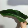 Philodendron domesticum St. Tropez