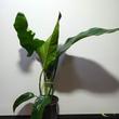 Philodendron domesticum St. Tropez