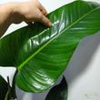 Philodendron domesticum St. Tropez