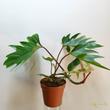 Philodendron mayoi