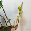 Philodendron mayoi