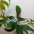 Philodendron pedatum Glad hands