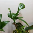 Philodendron pedatum Glad hands