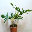 Philodendron pedatum Glad hands