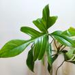 Philodendron pedatum Glad hands