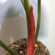 Philodendron rubrijuvenile El Choco Red