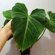 Philodendron rubrijuvenile El Choco Red