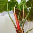 Philodendron rubrijuvenile El Choco Red