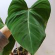 Philodendron Gloriosum