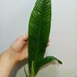 Philodendron campii Lynette