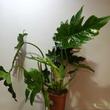Philodendron lacerum