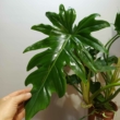 Philodendron lacerum