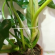 Philodendron lacerum