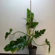 Philodendron lacerum