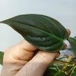Philodendron scandens subsp. Micans