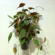 Philodendron scandens subsp. Micans