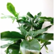 Philodendron green wonder
