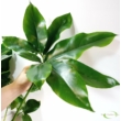 Philodendron green wonder