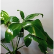 Philodendron Green Wonder